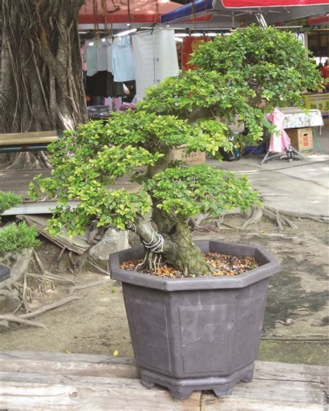 門前盆栽風水|想招好運 綠色植栽助你提升居家風水旺運勢 